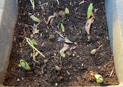 Die Tulpe: die Königin des Frühlings
