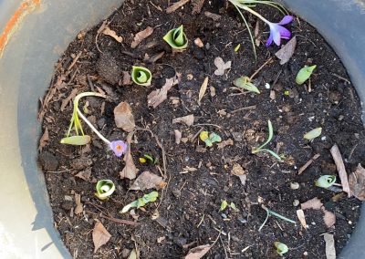 Die Tulpe: die Königin des Frühlings
