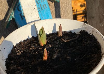 Die Tulpe: die Königin des Frühlings