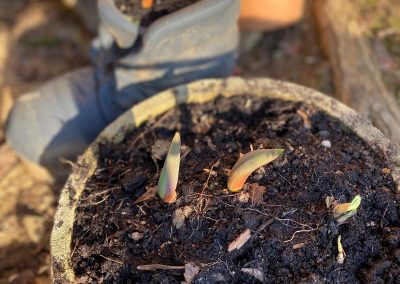 Die Tulpe: die Königin des Frühlings