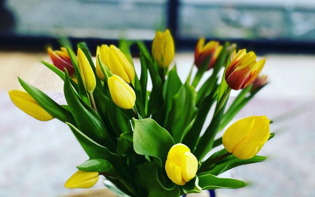 Die Tulpe: die Königin des Frühlings
