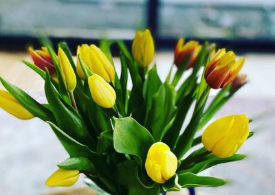 Die Tulpe: die Königin des Frühlings